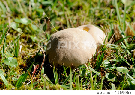 ホコリタケ ホコリタケ 1969065