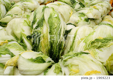 キムチ作り 1969223