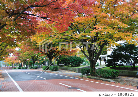 新潟市美術館前の紅葉 1969325