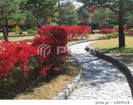 紅葉の散歩道 1969428