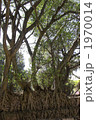 絡み合う木の根 1970014