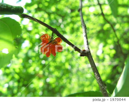 楮の実(コウゾ) 楮の実(コウゾ) 1970044