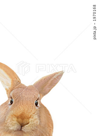 見つめる うさぎ ネザーランドドワーフ 縦 1970168