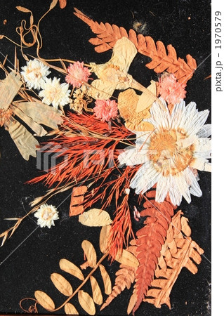 湿地の押し花 湿地の押し花 1970579