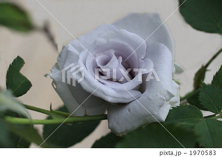 ブルーヘブン 1970583