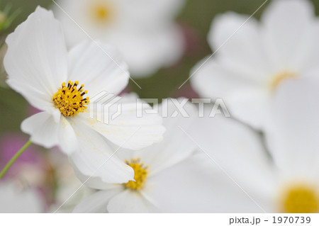 満開の白いコスモス 1970739