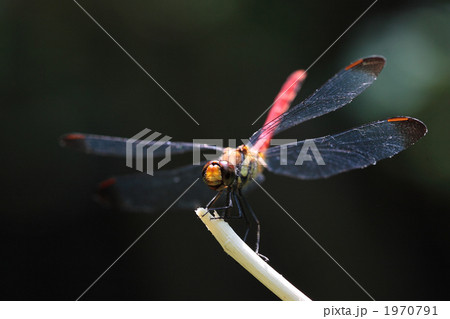 ノシメトンボのアップ ノシメトンボのアップ 1970791