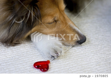 シェルティーとハート 犬とハート シェルティーとハート 犬とハート 1970805