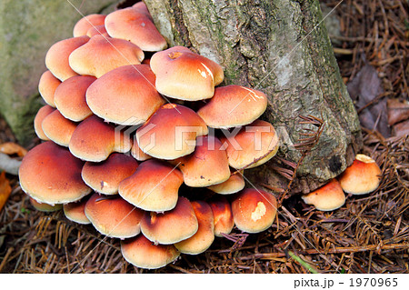 クリタケ 1970965