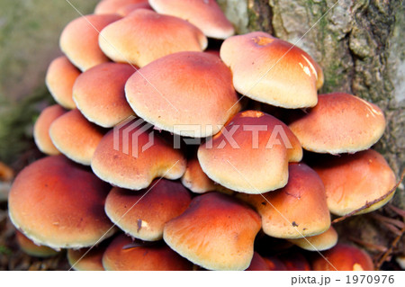 クリタケ クリタケ 1970976