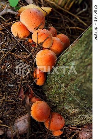 クリタケ 1970985