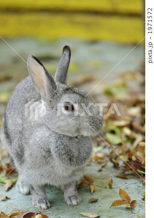 カイウサギ 1971572