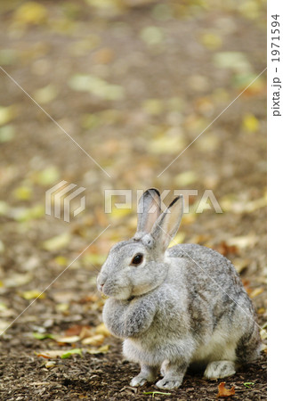 カイウサギ 1971594