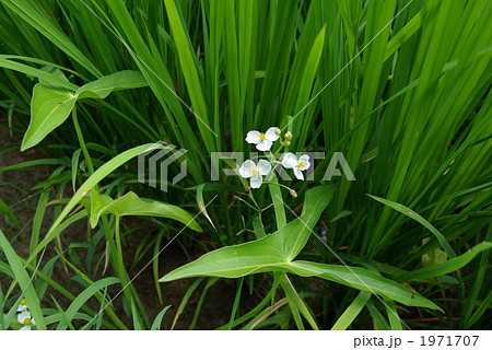 オモダカ オモダカ 1971707