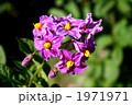 ジャガイモの花 1971971