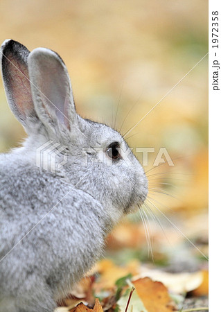 落葉とうさぎ 1972358