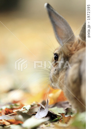 落葉とうさぎ 1972395