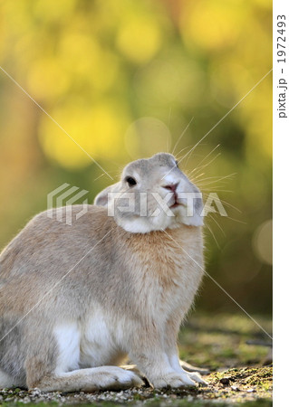 秋のうさぎ 1972493