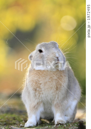 秋のうさぎ 1972495