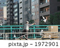 鳩に餌を投げる 1972901