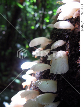メキシコのキノコ メキシコのキノコ 1973121