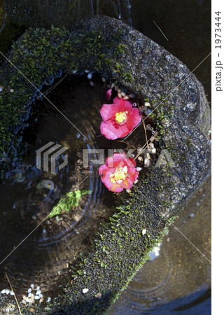 京都東山 法然院 椿二輪 京都東山 法然院 椿二輪 1973444