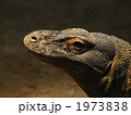 コモドオオトカゲ 1973838