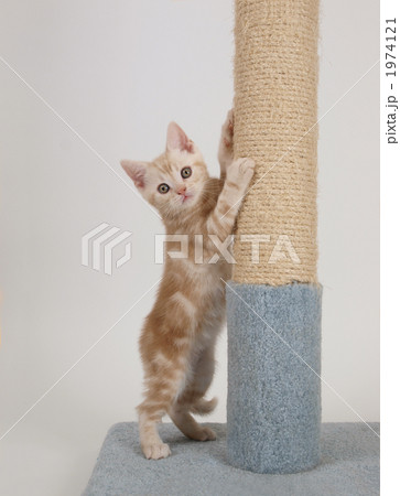 アメリカンショートヘアーの子猫 アメリカンショートヘアーの子猫 1974121