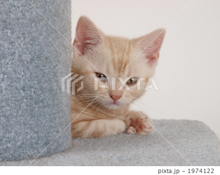 アメリカンショートヘアーの子猫 1974122