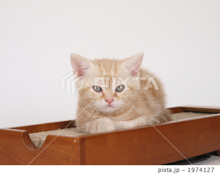 爪研と子猫 爪研と子猫 1974127