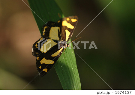 キンモンガ キンモンガ 1974157