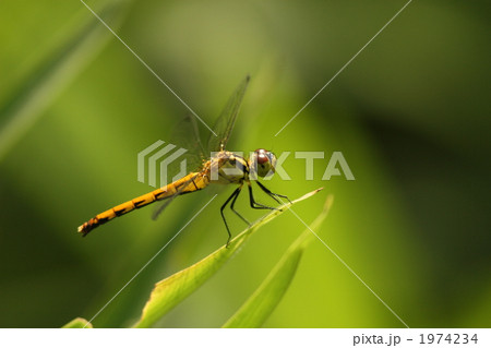 ヒメアカネのメス 1974234