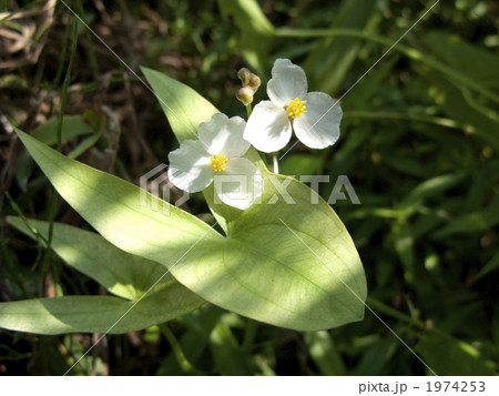 アギナシの花(準絶滅危惧種) 1974253