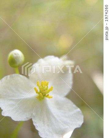 アギナシの花(準絶滅危惧種) 1974260