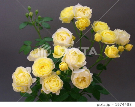 バラ:ゴールデンボーダー バラ:ゴールデンボーダー 1974488