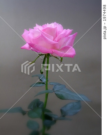 バラ:手児奈 バラ:手児奈 1974498