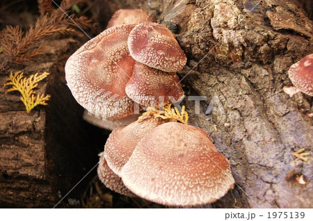 原木しいたけ 原木しいたけ 1975139