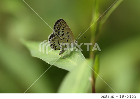 ヤマトシジミ 1975155