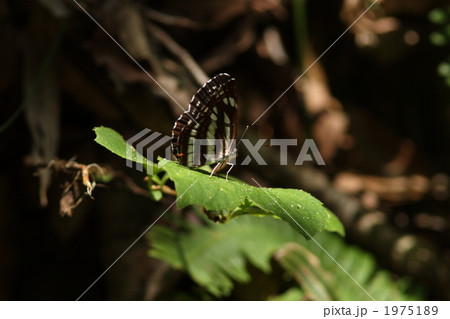 コミスジ コミスジ 1975189