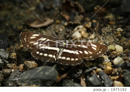 コミスジ 1975192