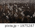 1975287