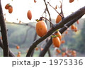 カキ王子 1975336