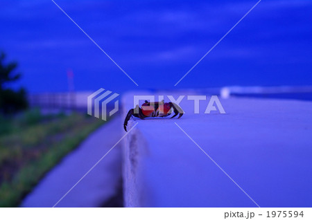 アカテガニ アカテガニ 1975594