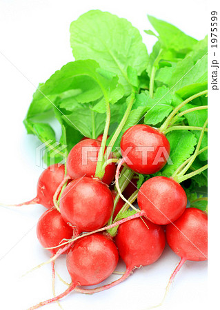 ラディッシュ ラディッシュ 1975599