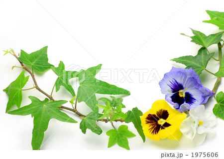 パンジーとアイビー 1975606
