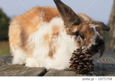 うさぎ うさぎ 1975708