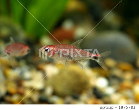 ディープレッドホタルテトラ ディープレッドホタルテトラ 1975783