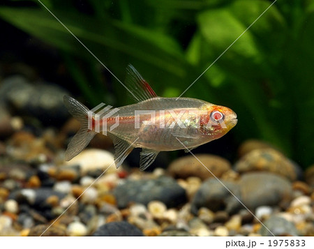 アルビノグローライトテトラ アルビノグローライトテトラ 1975833