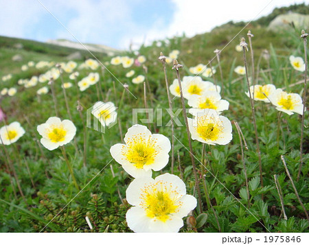 チングルマ畑 1975846