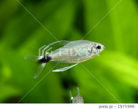 テトラ・オーロ 1975996